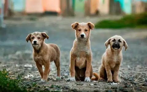 donate to help stray dogs