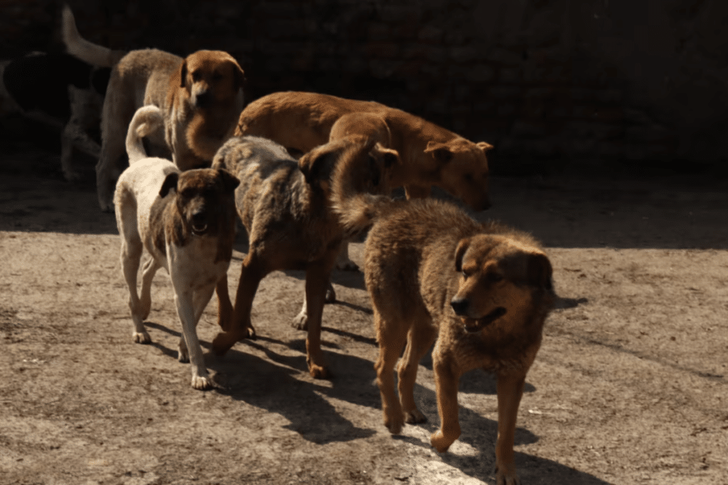 stray dogs