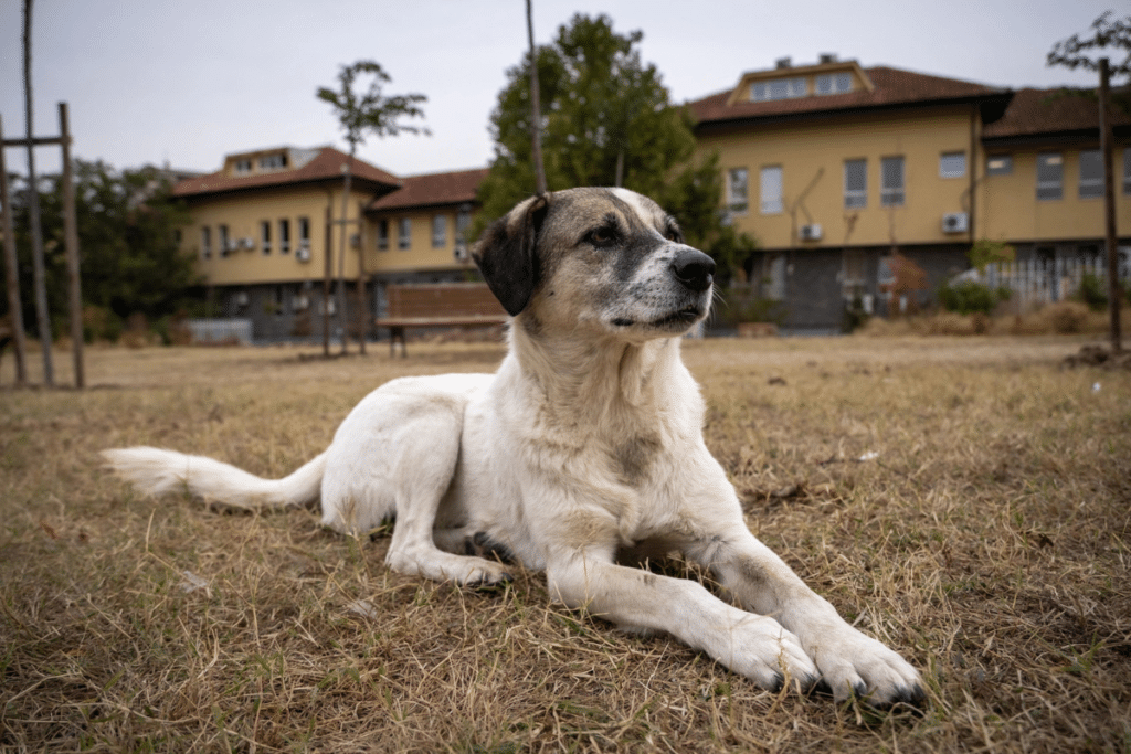 how to become an animal rescue volunteer