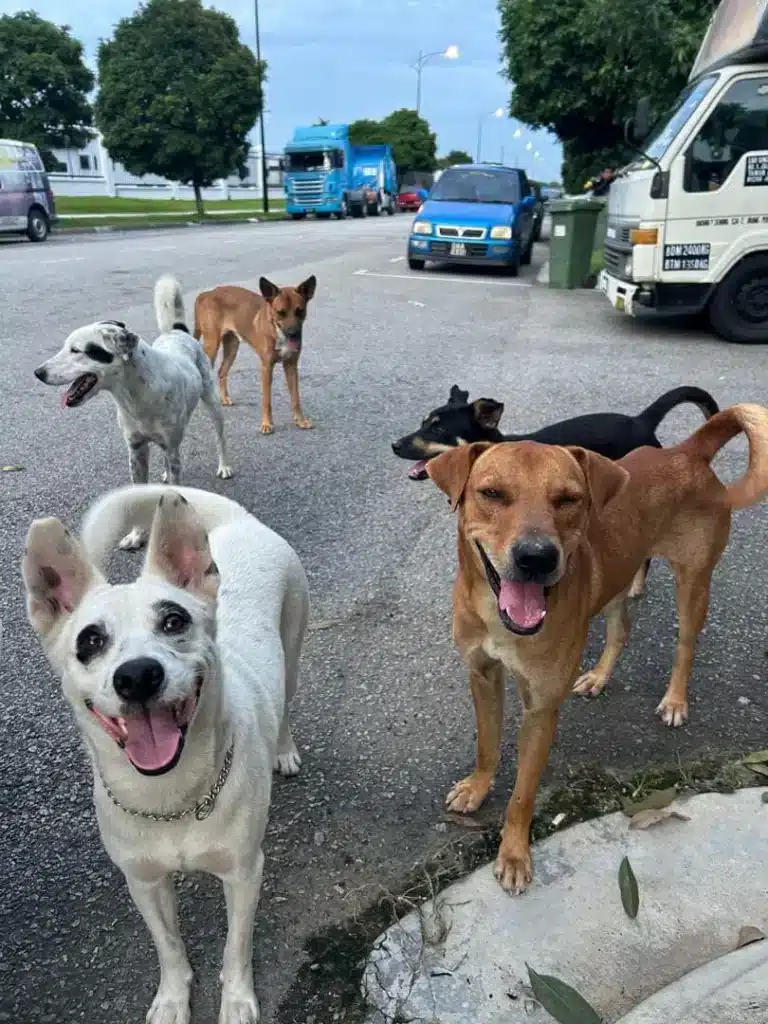 Xin Guang Pet: Everyday Stray Dog Stories in Malaysia