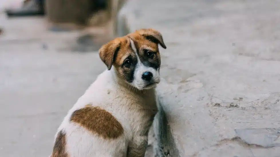donate to help stray dogs