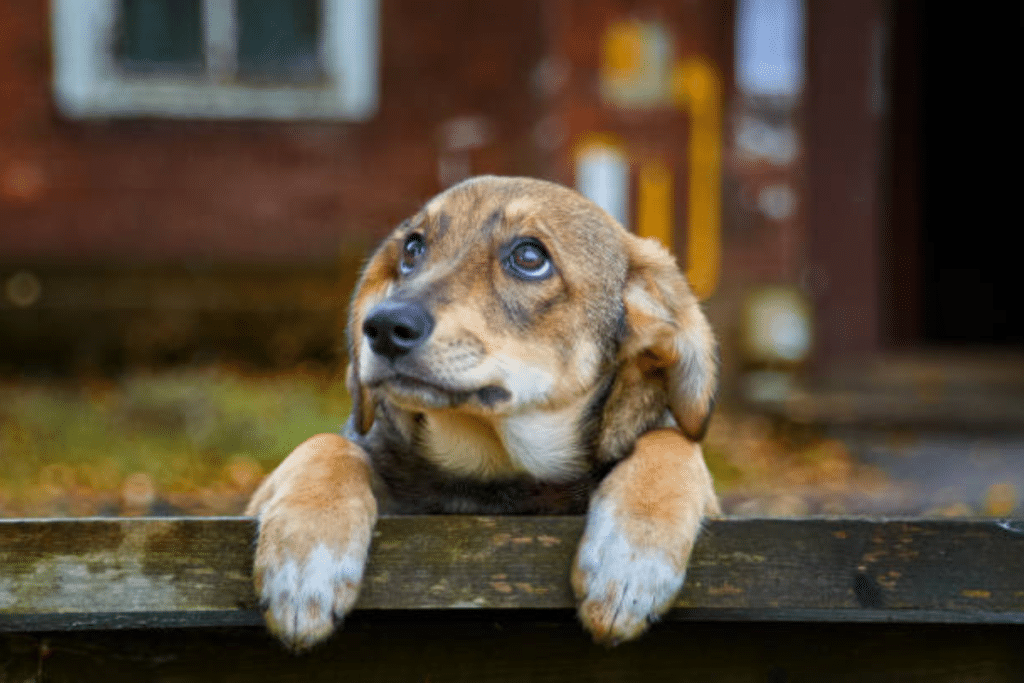 In the Corners You Don’t See: How Stray Dogs Are Slowly Cared for in the City