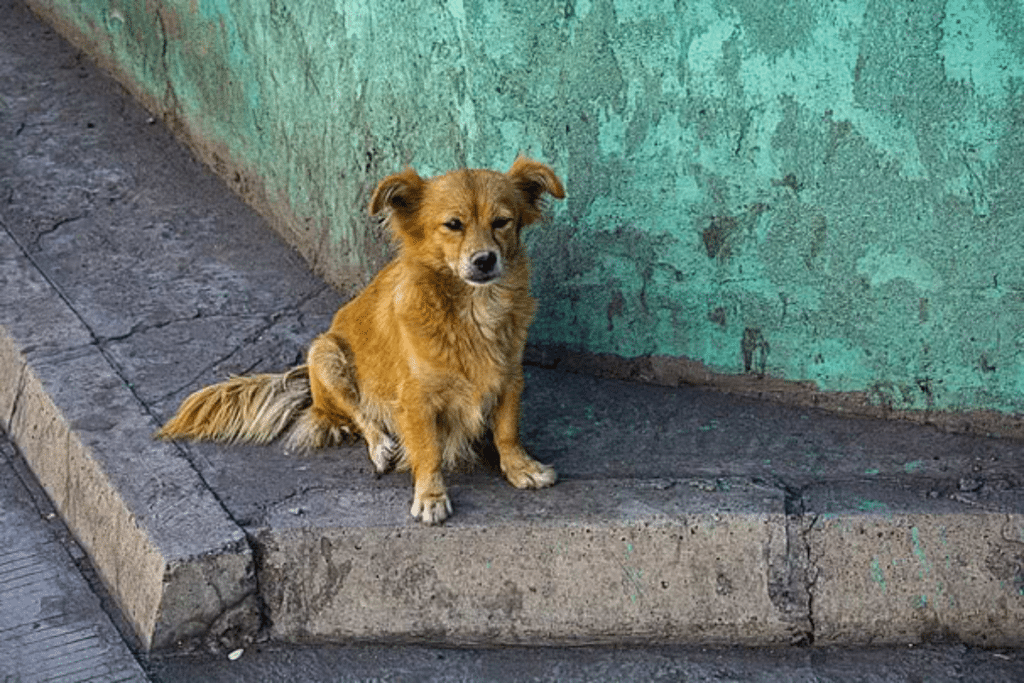 how to become an animal rescue volunteer