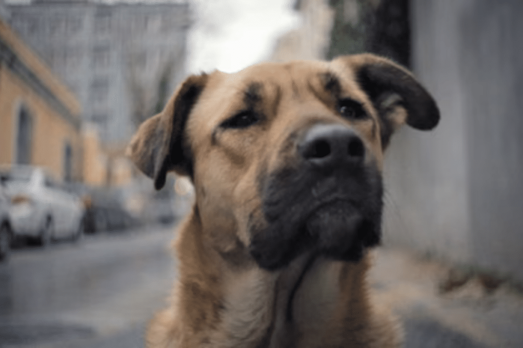 how to become an animal rescue volunteer