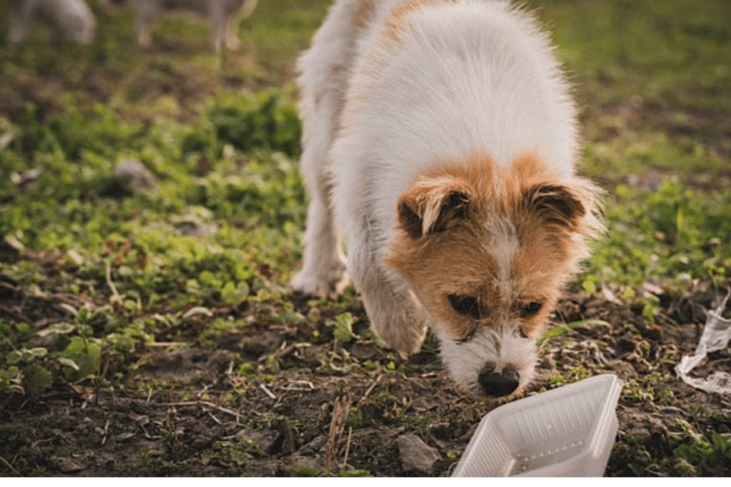 Want to help stray dogs but don’t know where to start? A real talk on how to become an animal rescue volunteer in Malaysia
